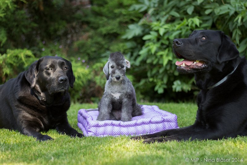 2014-07-03 Cherry-6883.jpg